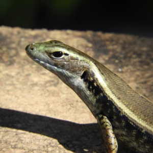 Eulamprus quoyii at North Batemans Bay, NSW - 21 Oct 2019 03:55 PM