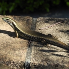 Eulamprus quoyii at North Batemans Bay, NSW - 21 Oct 2019