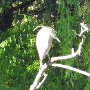 Nycticorax caledonicus at North Batemans Bay, NSW - 21 Oct 2019