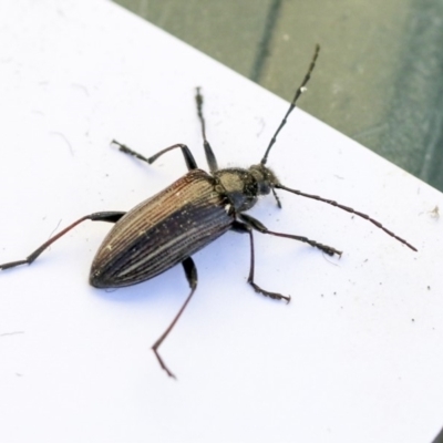 Homotrysis cisteloides (Darkling beetle) at Dunlop, ACT - 20 Oct 2019 by AlisonMilton