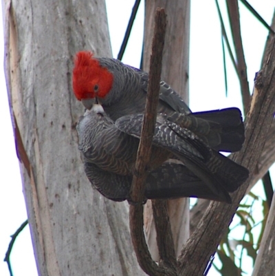 Callocephalon fimbriatum (Gang-gang Cockatoo) at Red Hill to Yarralumla Creek - 26 Oct 2019 by LisaH