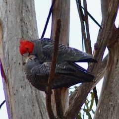 Callocephalon fimbriatum at Hughes, ACT - suppressed