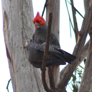 Callocephalon fimbriatum at Hughes, ACT - 26 Oct 2019