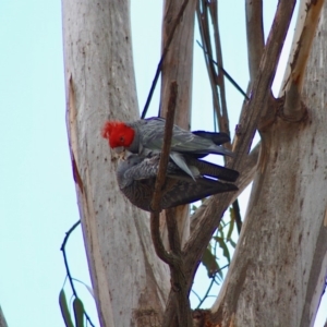 Callocephalon fimbriatum at Hughes, ACT - 26 Oct 2019