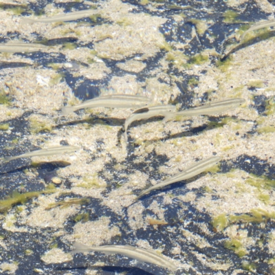Unverified Marine Fish Uncategorised at Batemans Marine Park - 21 Oct 2019 by MatthewFrawley