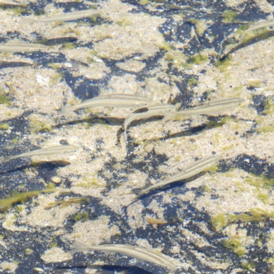 Unidentified Marine Fish Uncategorised at Pebbly Beach, NSW - 21 Oct 2019 by MatthewFrawley