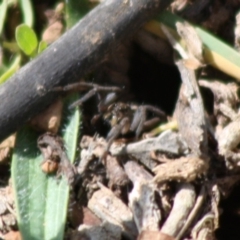 Tasmanicosa sp. (genus) (Unidentified Tasmanicosa wolf spider) at Red Hill Nature Reserve - 26 Oct 2019 by LisaH