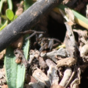 Tasmanicosa sp. (genus) at Deakin, ACT - 26 Oct 2019