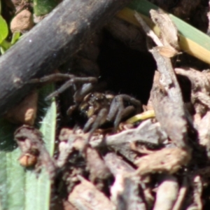 Tasmanicosa sp. (genus) at Deakin, ACT - 26 Oct 2019