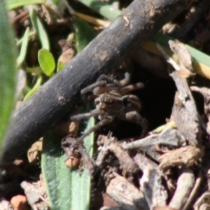 Tasmanicosa sp. (genus) at Deakin, ACT - 26 Oct 2019