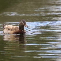 Anas platyrhynchos (Mallard (Domestic Type)) at Lake Burley Griffin West - 7 Oct 2019 by AlisonMilton