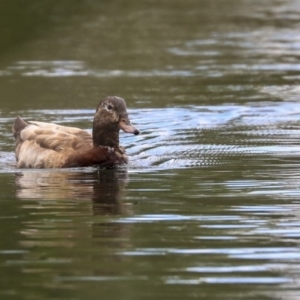 Anas platyrhynchos at Yarralumla, ACT - 8 Oct 2019 10:49 AM