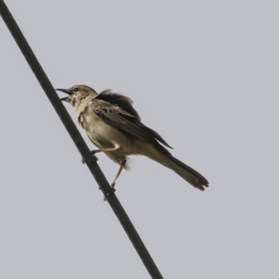 Cincloramphus mathewsi (Rufous Songlark) at Kangiara, NSW - 5 Oct 2019 by Alison Milton