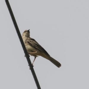 Cincloramphus mathewsi at Kangiara, NSW - 6 Oct 2019 08:53 AM