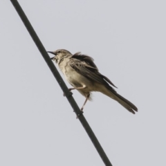 Cincloramphus mathewsi at Kangiara, NSW - 6 Oct 2019 08:53 AM