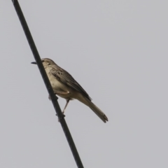 Cincloramphus mathewsi at Kangiara, NSW - 6 Oct 2019 08:53 AM