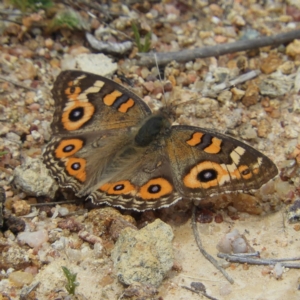 Junonia villida at Kambah, ACT - 26 Oct 2019 11:39 AM