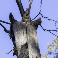 Callocephalon fimbriatum at Garran, ACT - suppressed