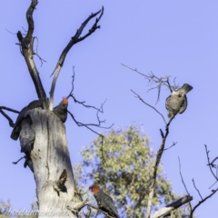 Callocephalon fimbriatum at Garran, ACT - suppressed