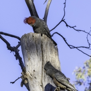 Callocephalon fimbriatum at Garran, ACT - suppressed