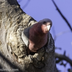 Eolophus roseicapilla (Galah) at Garran, ACT - 19 Oct 2019 by BIrdsinCanberra