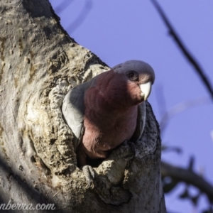 Eolophus roseicapilla at Garran, ACT - 20 Oct 2019