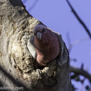 Eolophus roseicapilla at Garran, ACT - 20 Oct 2019