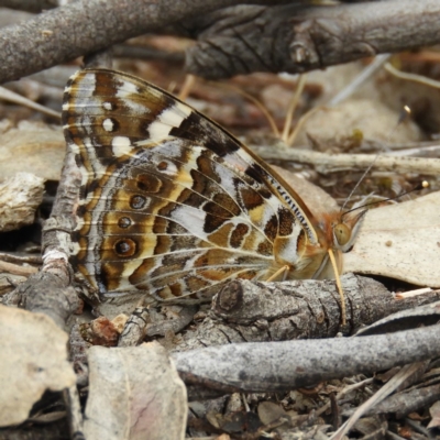 Vanessa kershawi (Australian Painted Lady) at Kambah, ACT - 26 Oct 2019 by MatthewFrawley