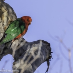 Alisterus scapularis (Australian King-Parrot) at Garran, ACT - 19 Oct 2019 by BIrdsinCanberra