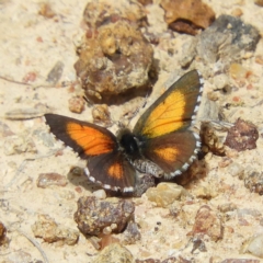 Lucia limbaria (Chequered Copper) at Mount Taylor - 26 Oct 2019 by MatthewFrawley