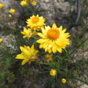 Xerochrysum viscosum at Kambah, ACT - 26 Oct 2019