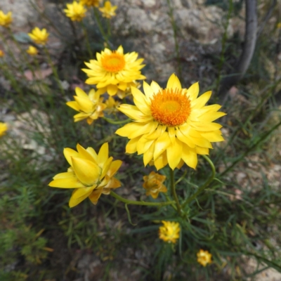 Xerochrysum viscosum (Sticky Everlasting) at Mount Taylor - 26 Oct 2019 by MatthewFrawley