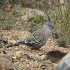 Ocyphaps lophotes (Crested Pigeon) at Mount Taylor - 26 Oct 2019 by MatthewFrawley