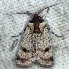 Agrotis porphyricollis (Variable Cutworm) at O'Connor, ACT - 22 Oct 2019 by ibaird