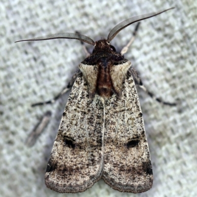 Agrotis porphyricollis (Variable Cutworm) at O'Connor, ACT - 22 Oct 2019 by ibaird