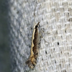 Plutella xylostella (Diamondback Moth) at O'Connor, ACT - 22 Oct 2019 by ibaird
