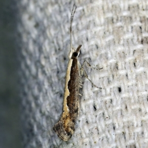 Plutella xylostella at O'Connor, ACT - 22 Oct 2019