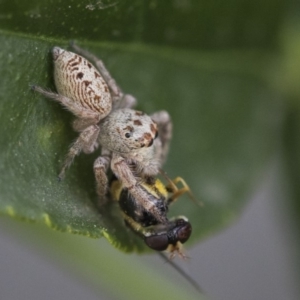 Opisthoncus grassator at Higgins, ACT - 5 Oct 2019