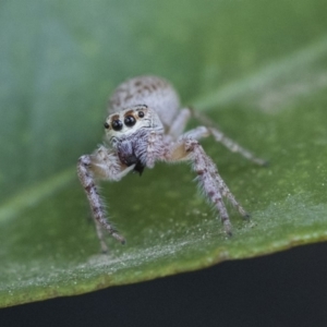 Opisthoncus grassator at Higgins, ACT - 5 Oct 2019 02:16 PM