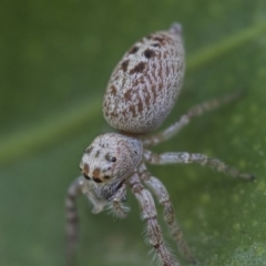 Opisthoncus grassator at Higgins, ACT - 5 Oct 2019