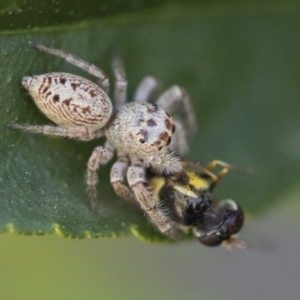 Opisthoncus grassator at Higgins, ACT - 5 Oct 2019