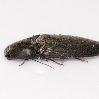 Monocrepidus sp. (genus) (Click beetle) at Higgins, ACT - 1 Oct 2019 by AlisonMilton