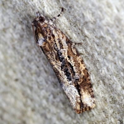 Thrincophora lignigerana (A Tortricid moth) at O'Connor, ACT - 22 Oct 2019 by ibaird