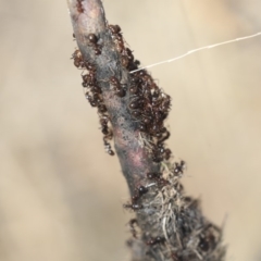 Papyrius nitidus (Shining Coconut Ant) at Hawker, ACT - 1 Oct 2019 by AlisonMilton