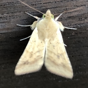 Helicoverpa (genus) at Monash, ACT - 24 Oct 2019 07:00 PM