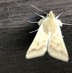 Helicoverpa (genus) at Monash, ACT - 24 Oct 2019 07:00 PM