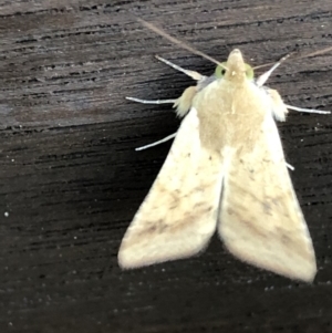Helicoverpa (genus) at Monash, ACT - 24 Oct 2019