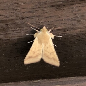 Helicoverpa (genus) at Monash, ACT - 24 Oct 2019
