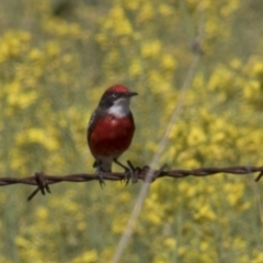 Epthianura tricolor (Crimson Chat) at Kangiara, NSW - 6 Oct 2019 by AlisonMilton