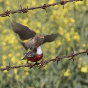 Epthianura tricolor at Kangiara, NSW - 6 Oct 2019